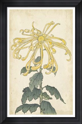 Framed Elegant Chrysanthemums II Print