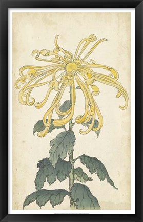 Framed Elegant Chrysanthemums II Print