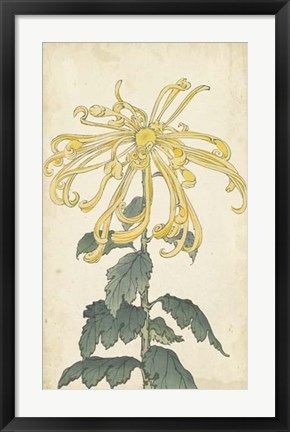 Framed Elegant Chrysanthemums II Print