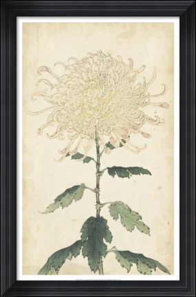 Framed Elegant Chrysanthemums III Print