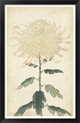 Framed Elegant Chrysanthemums III Print