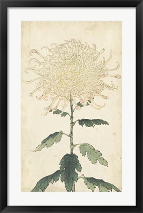 Framed Elegant Chrysanthemums III Print