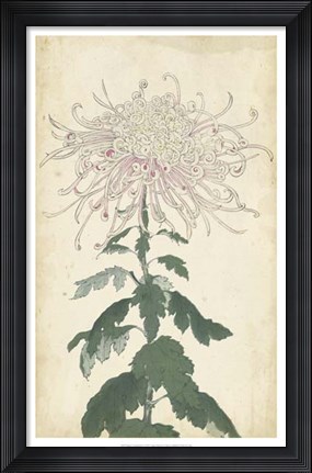 Framed Elegant Chrysanthemums IV Print