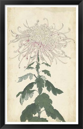 Framed Elegant Chrysanthemums IV Print