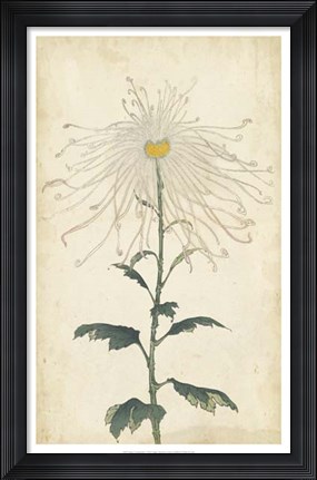 Framed Elegant Chrysanthemums V Print