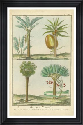 Framed Histoire Naturelle Tropicals I Print