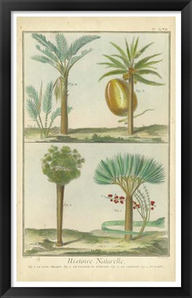 Framed Histoire Naturelle Tropicals I Print