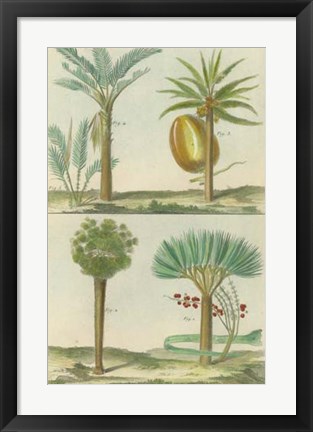 Framed Histoire Naturelle Tropicals I Print