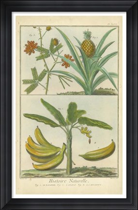 Framed Histoire Naturelle Tropicals II Print