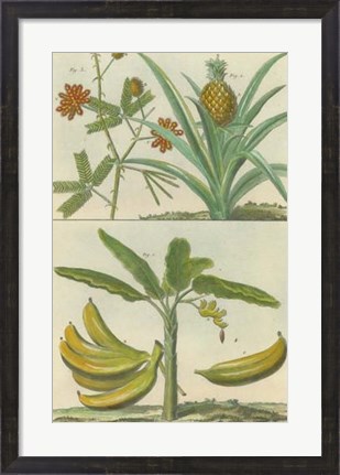 Framed Histoire Naturelle Tropicals II Print