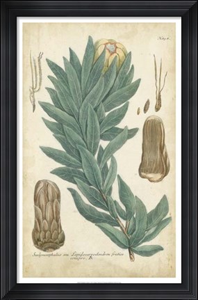 Framed Weinmann Conifers I Print