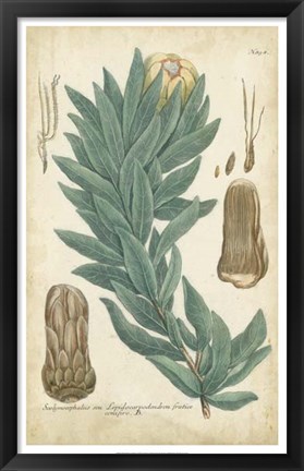 Framed Weinmann Conifers I Print