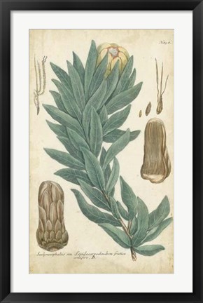 Framed Weinmann Conifers I Print