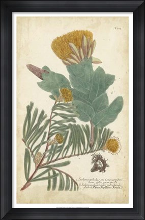 Framed Weinmann Conifers II Print