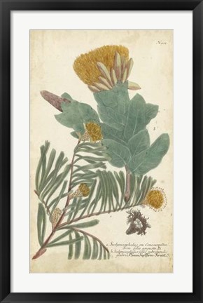 Framed Weinmann Conifers II Print