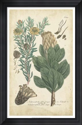 Framed Weinmann Conifers III Print