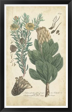 Framed Weinmann Conifers III Print