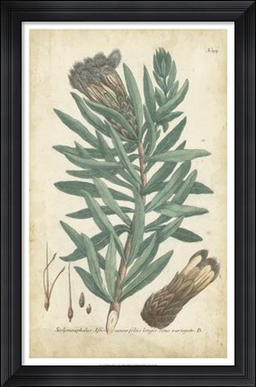 Framed Weinmann Conifers IV Print
