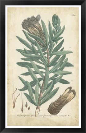 Framed Weinmann Conifers IV Print