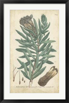 Framed Weinmann Conifers IV Print