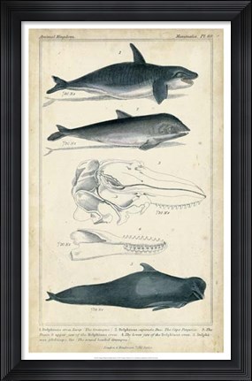 Framed Antique Whale &amp; Dolphin Study I Print