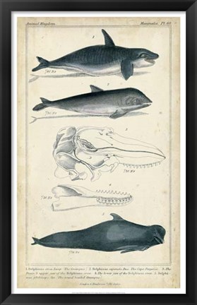 Framed Antique Whale &amp; Dolphin Study I Print