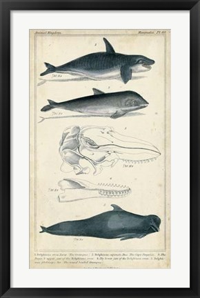 Framed Antique Whale &amp; Dolphin Study I Print