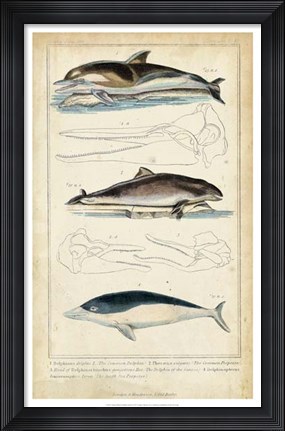 Framed Antique Whale &amp; Dolphin Study II Print