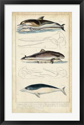 Framed Antique Whale &amp; Dolphin Study II Print