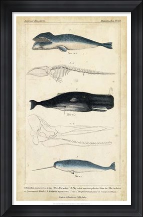 Framed Antique Whale &amp; Dolphin Study III Print