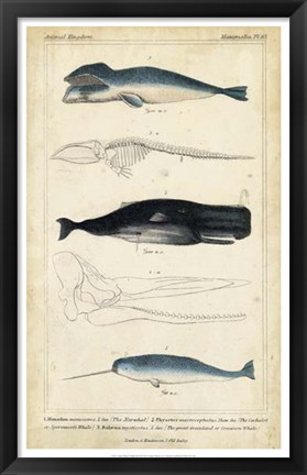 Framed Antique Whale &amp; Dolphin Study III Print