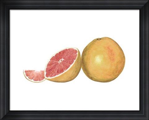 Framed Watercolor Grapefruit Print
