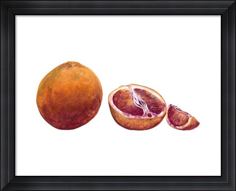 Framed Watercolor Blood Orange Print