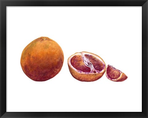 Framed Watercolor Blood Orange Print