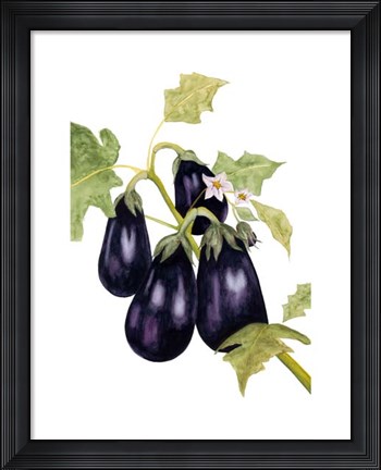 Framed Watercolor Eggplant Print