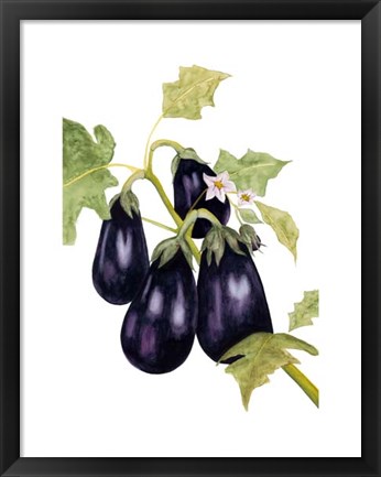Framed Watercolor Eggplant Print
