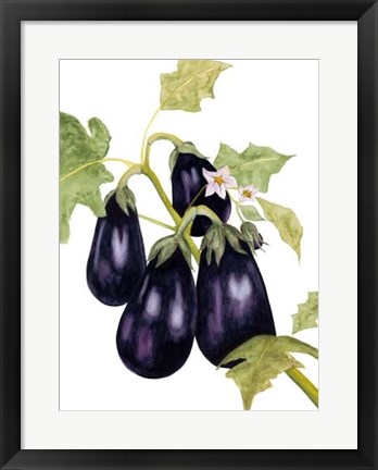 Framed Watercolor Eggplant Print