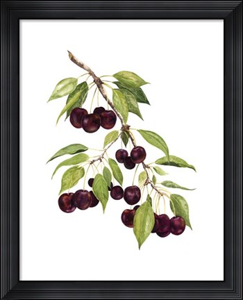 Framed Watercolor Cherries Print