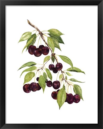 Framed Watercolor Cherries Print