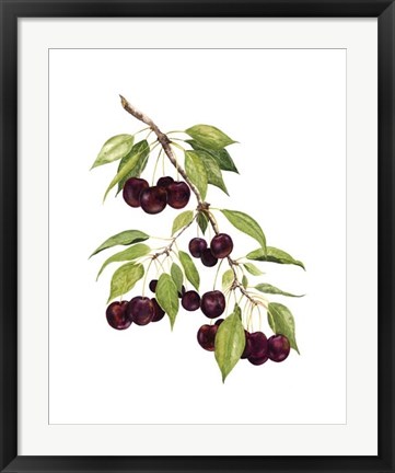 Framed Watercolor Cherries Print