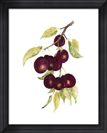 Framed Watercolor Plums Print