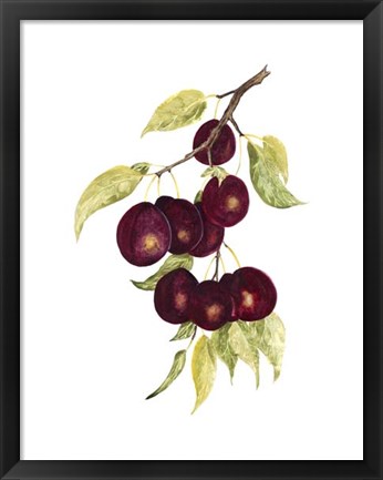 Framed Watercolor Plums Print