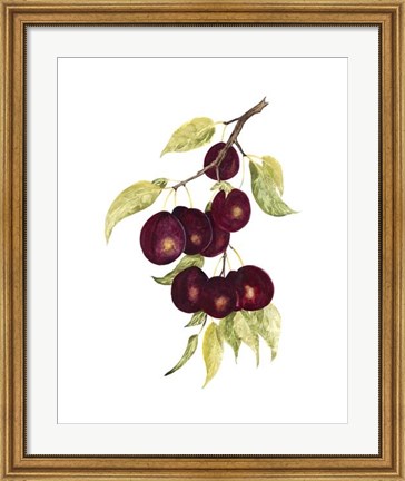 Framed Watercolor Plums Print