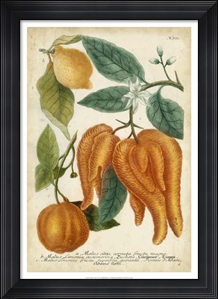 Framed Exotic Citrus I Print