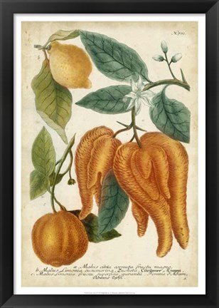 Framed Exotic Citrus I Print