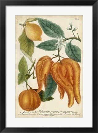 Framed Exotic Citrus I Print