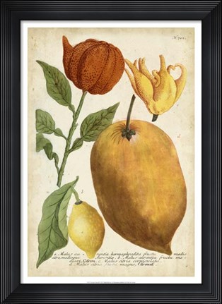 Framed Exotic Citrus II Print