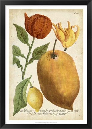 Framed Exotic Citrus II Print