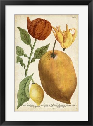 Framed Exotic Citrus II Print