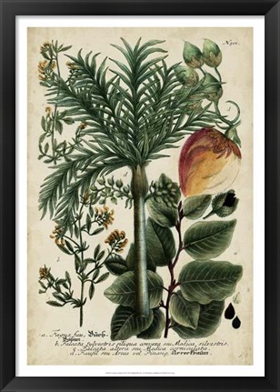 Framed Vintage Tropicals III Print